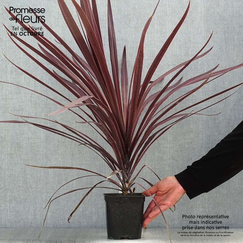 Spécimen de Cordyline australis Red Star tel que livré en automne