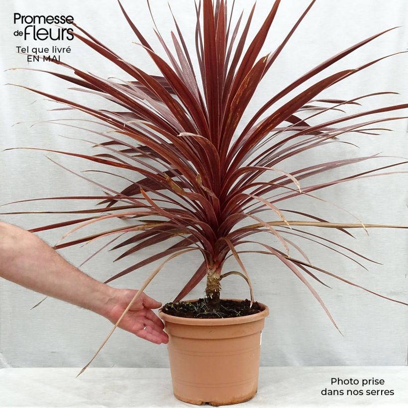 Spécimen de Cordyline australis Red Star en pot de 7,5/10 litres tel que livré au printemps