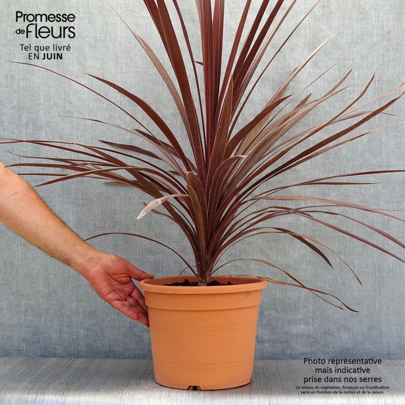 Spécimen de Cordyline australis Red Star Pot de 7,5L/10L tel que livré en été