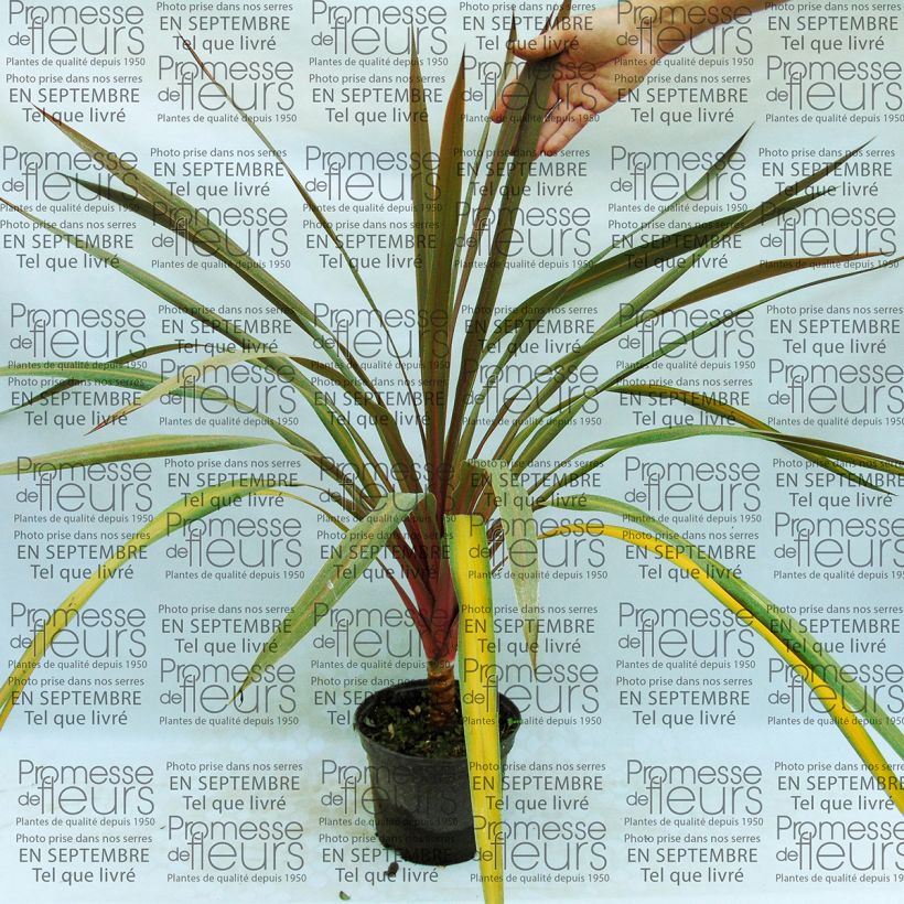 Exemple de spécimen de Cordyline australis Sundance tel que livré