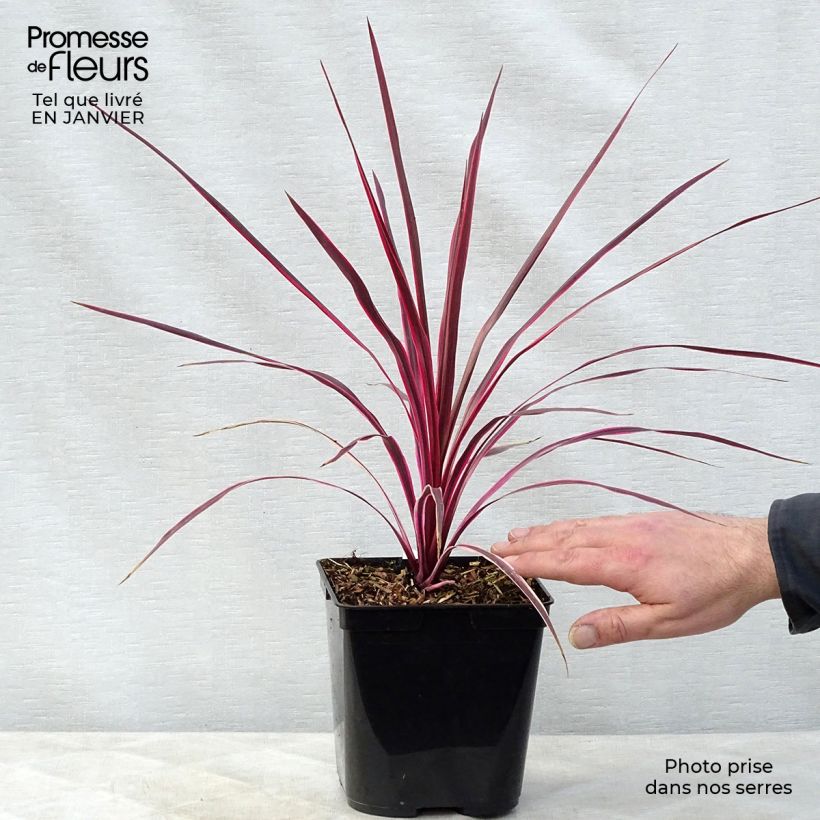 Spécimen de Cordyline australis Sunrise tel que livré en hiver