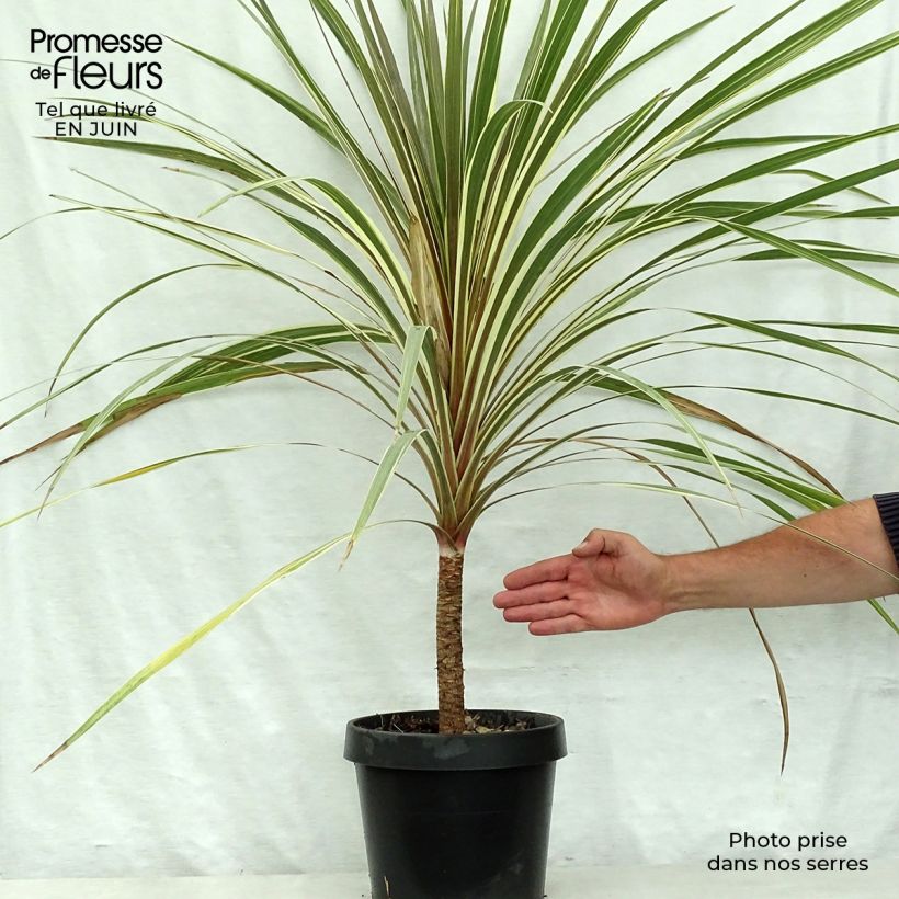 Spécimen de Cordyline australis Torbay Dazzler Pot de 4L/5L tel que livré en été