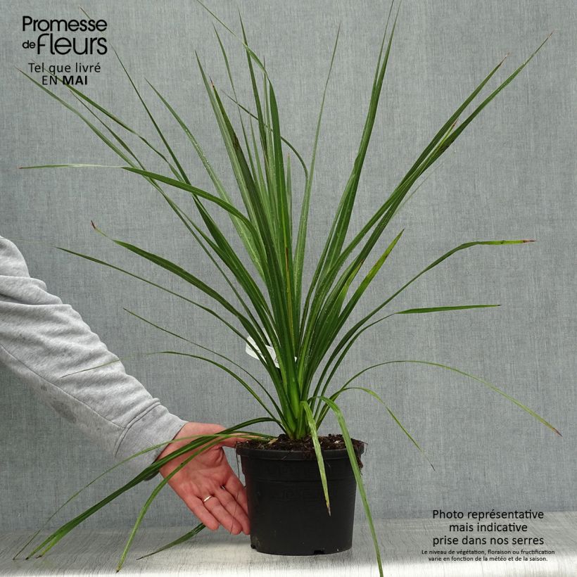 Spécimen de Cordyline australis en pot de 3L/4L tel que livré au printemps