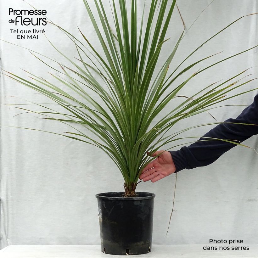 Spécimen de Cordyline australis en pot de 7L/10L tel que livré au printemps