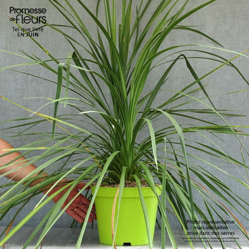 Spécimen de Cordyline australis Pot de 7,5L/10L tel que livré en été