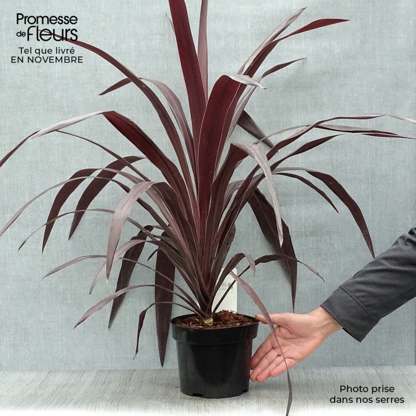 Spécimen de Cordyline obtecta Superstar Pot de 3L/4L tel que livré en automne