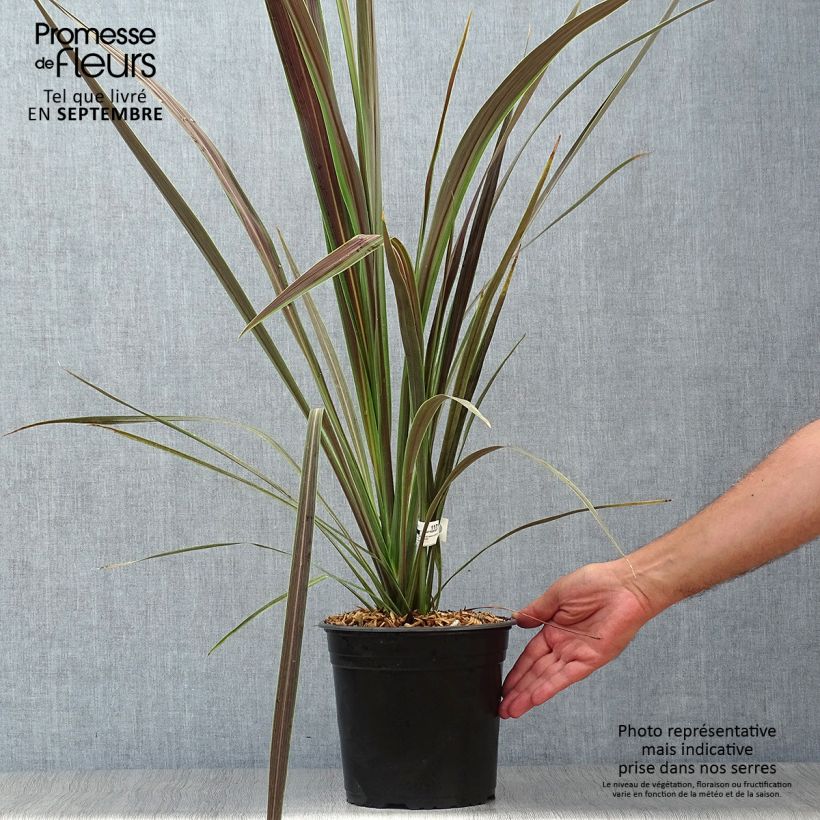 Spécimen de Cordyline x banksii Electric Star tel que livré en automne