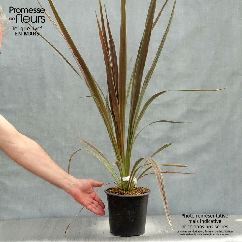 Spécimen de Cordyline x banksii Electric Star Pot de 3L/4L tel que livré au printemps