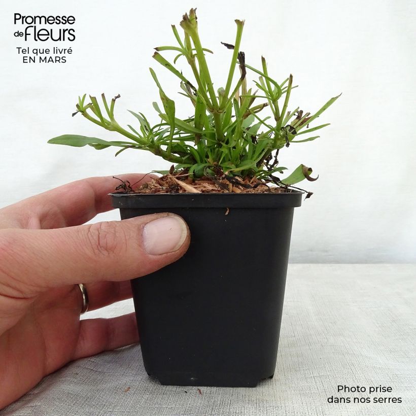 Spécimen de Coreopsis Cosmic Eye en godet de 9 cm tel que livré au printemps