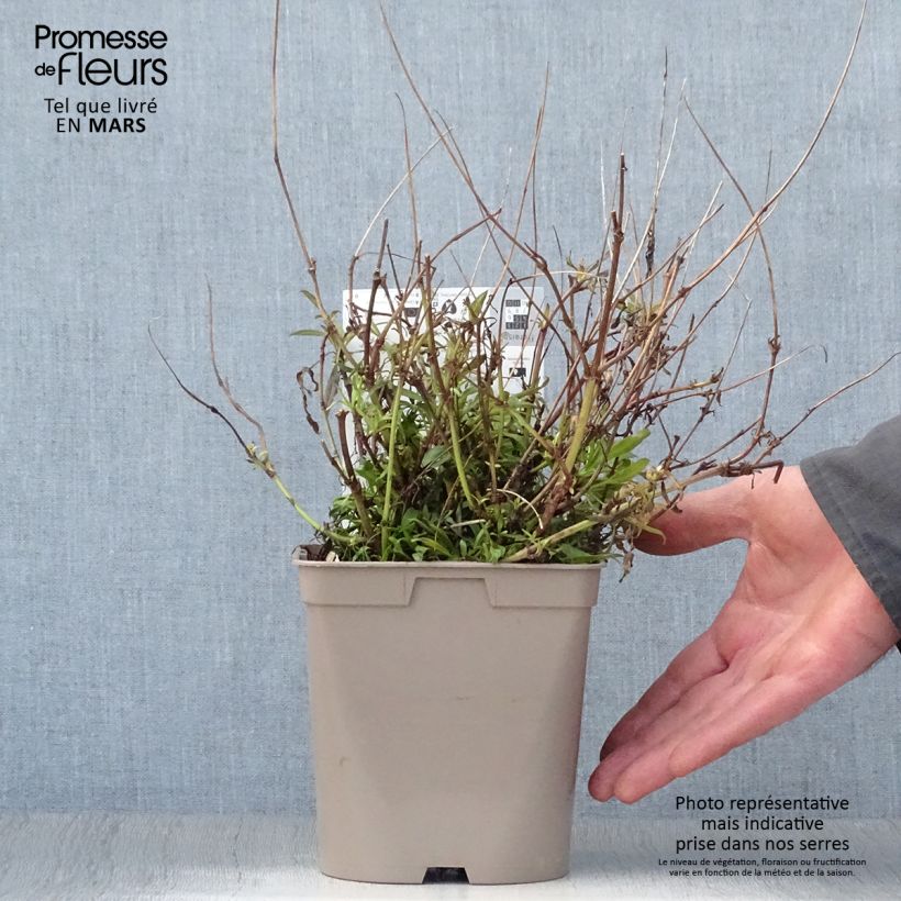 Spécimen de Coreopsis Cosmic Eye en pot de 2 litres tel que livré au printemps