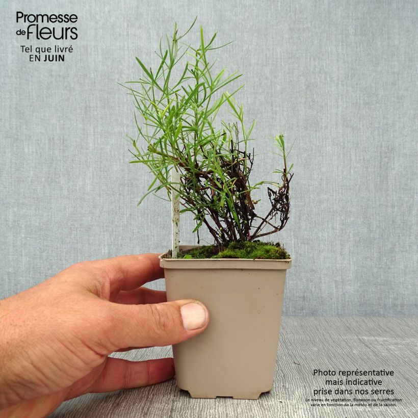 Spécimen de Coreopsis Honeybunch Red & Gold - Coréopsis Godet de 8/9 cm tel que livré en été