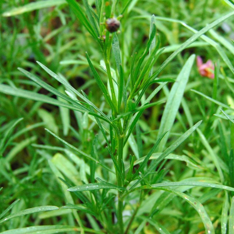 Coreopsis Limerock Passion - Coreopsis hybride (Feuillage)
