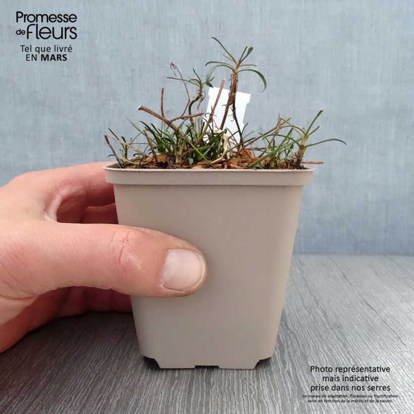 Spécimen de Coreopsis Limerock Passion - Coreopsis hybride Godet de 9cm tel que livré au printemps
