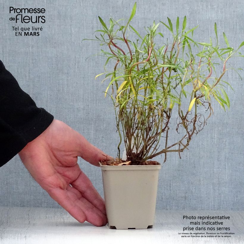 Spécimen de Coreopsis Limerock Ruby - Coreopsis rose Godet de 9cm tel que livré au printemps