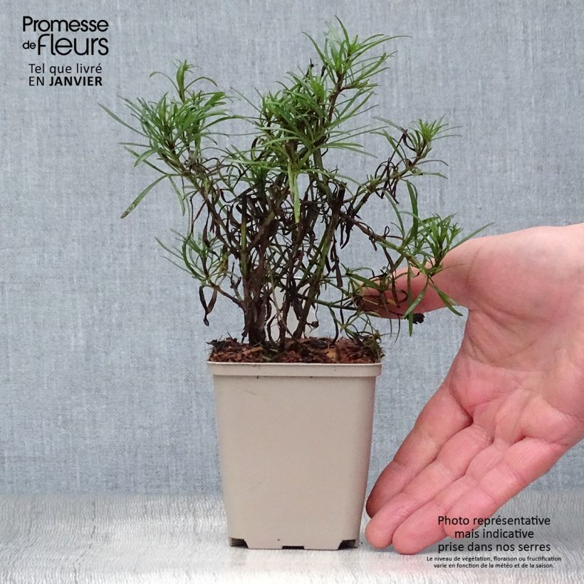 Spécimen de Coreopsis Madras Magic - Coréopsis tel que livré en hiver