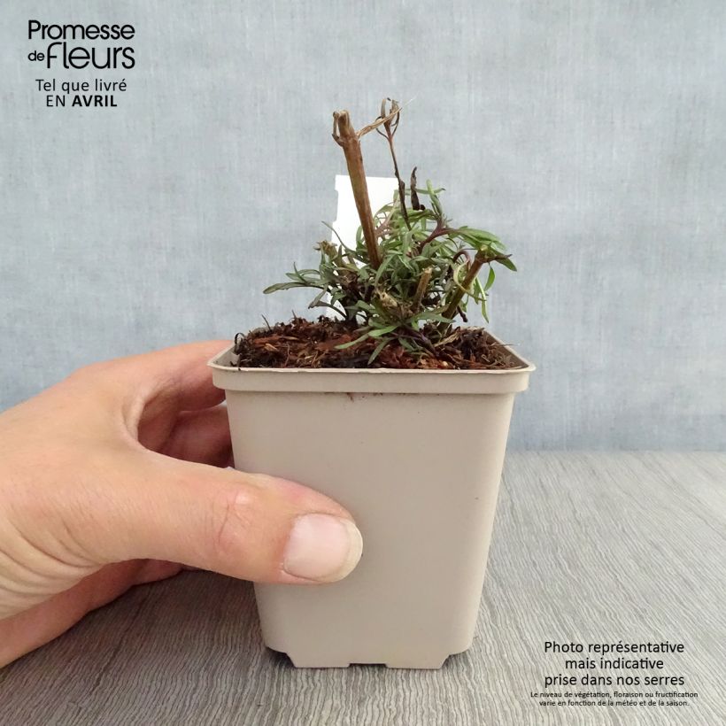 Spécimen de Coreopsis Madras Magic - Coréopsis Godet de 8/9 cm tel que livré au printemps