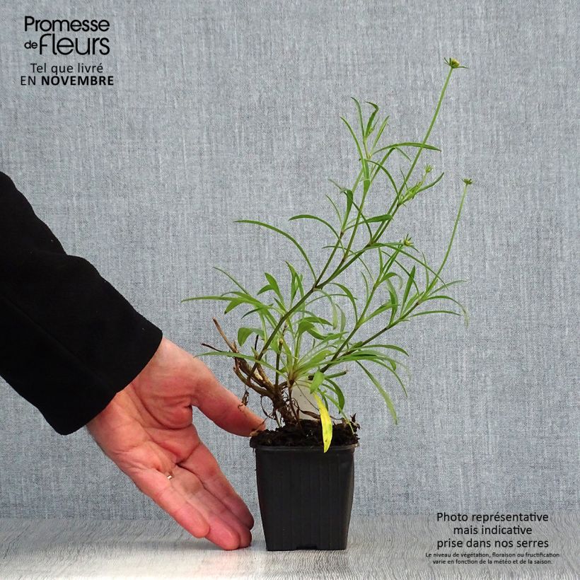 Spécimen de Coreopsis Mercury Rising Godet de 8/9 cm tel que livré en automne