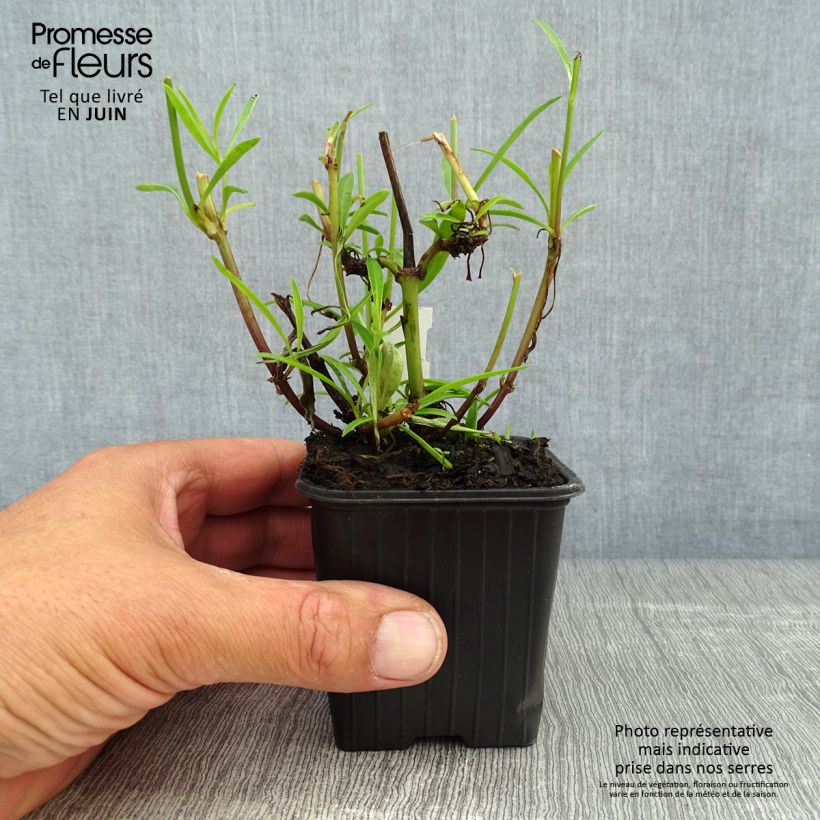 Spécimen de Coreopsis Mercury Rising Godet de 8/9 cm tel que livré en été