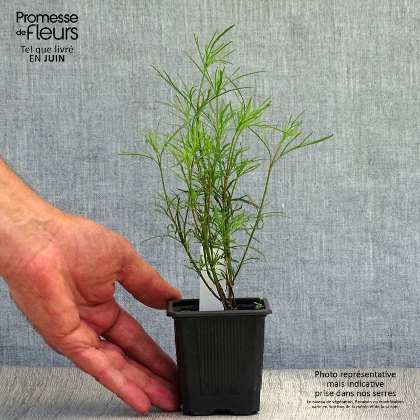 Spécimen de Coreopsis Red Satin Godet de 8/9 cm tel que livré en été