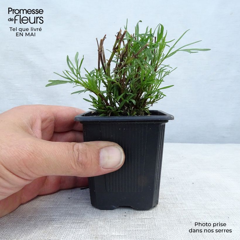Spécimen de Coreopsis Red Satin tel que livré en printemps