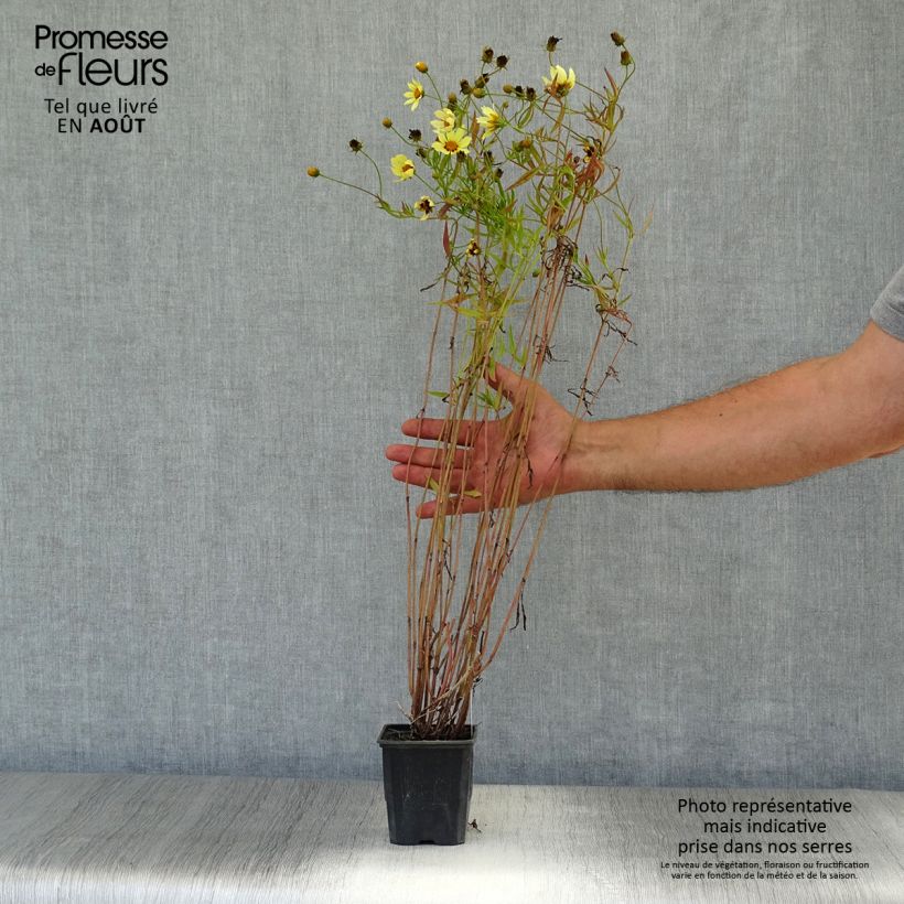 Spécimen de Coreopsis Redshift Godet de 8/9 cm tel que livré en été