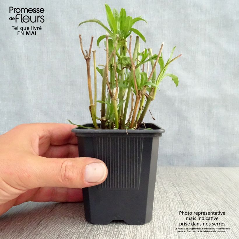 Spécimen de Coreopsis Redshift Godet de 8 cm tel que livré au printemps