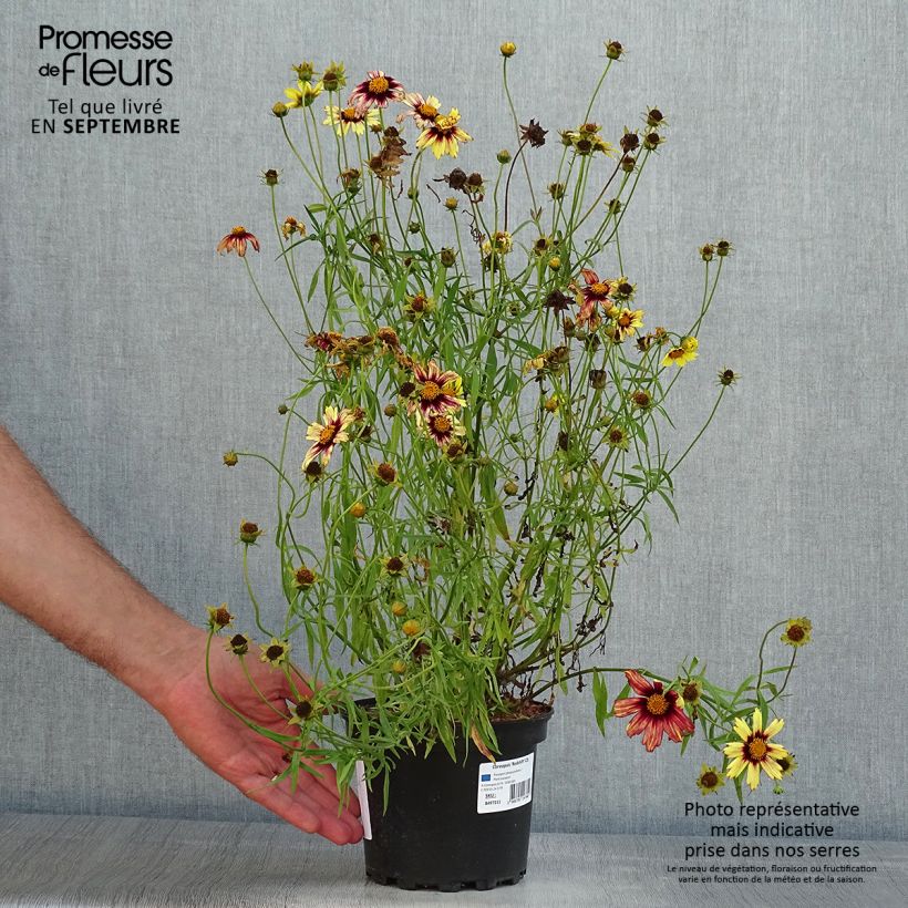 Spécimen de Coreopsis Redshift Pot de 2L/3L tel que livré en été