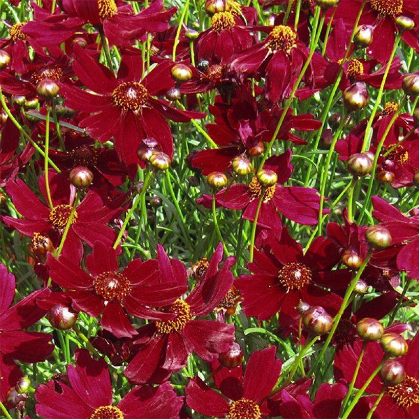Coreopsis Ruby Red (Floraison)