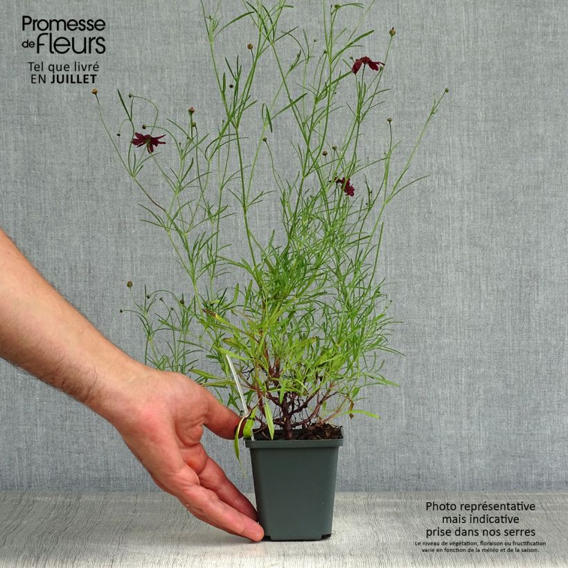 Spécimen de Coreopsis Ruby Red Godet de 8/9 cm tel que livré en été