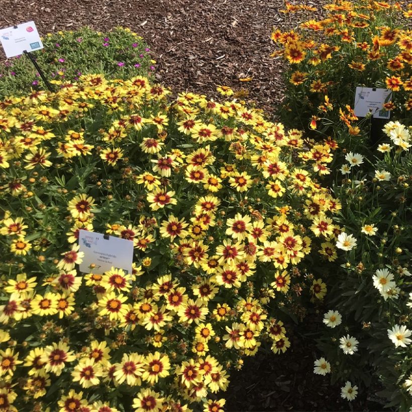Coreopsis Uptick Yellow and Red (Port)