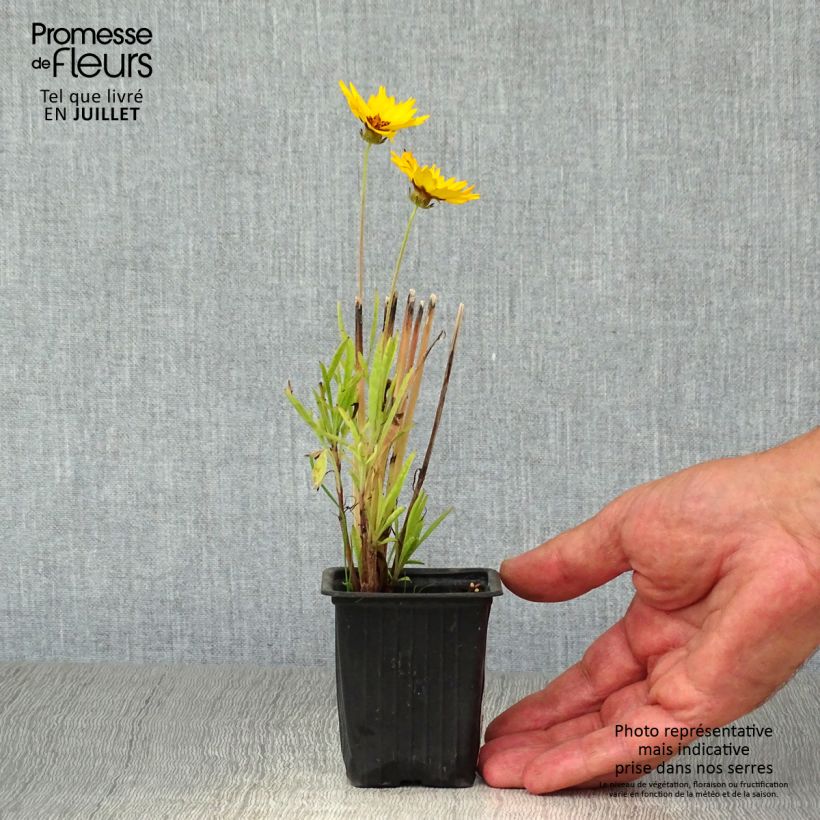 Spécimen de Coreopsis alpinus Early Sunrise Godet de 7/8 cm tel que livré en été