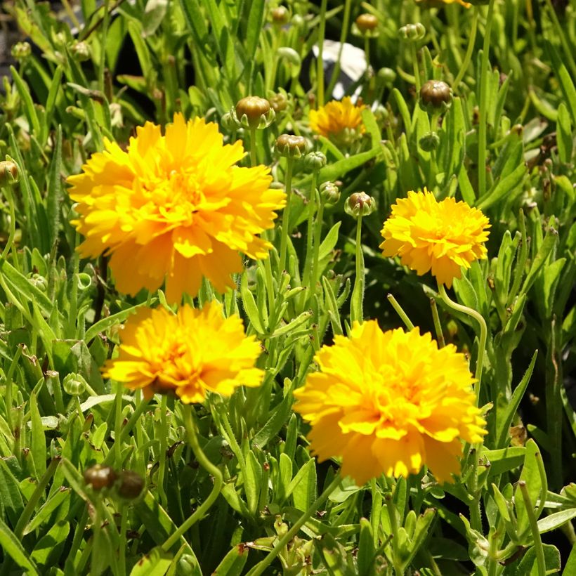 Coreopsis alpinus Early Sunrise (Floraison)