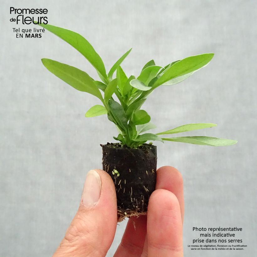 Spécimen de Coréopsis annuel Sunstar Orange Mini-motte 4 cm tel que livré au printemps