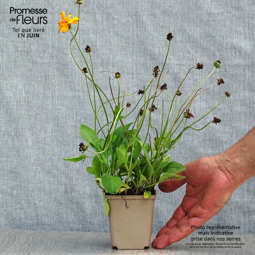 Spécimen de Coreopsis auriculata Nana - Coréopsis auriculé Godet de 8/9 cm tel que livré en été