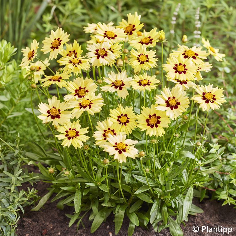 Coreopsis grandiflora Solar Moon (Floraison)
