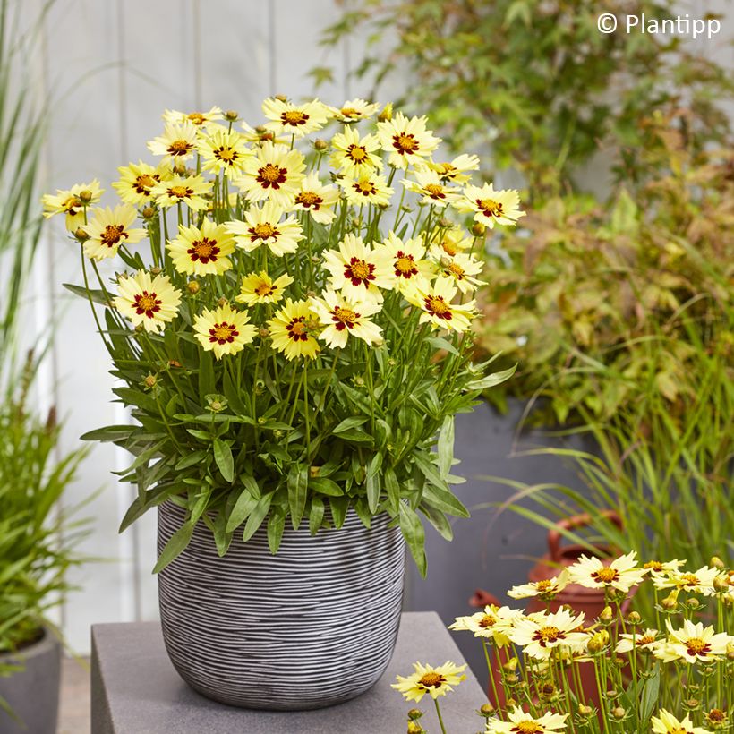 Coreopsis grandiflora Solar Moon (Port)