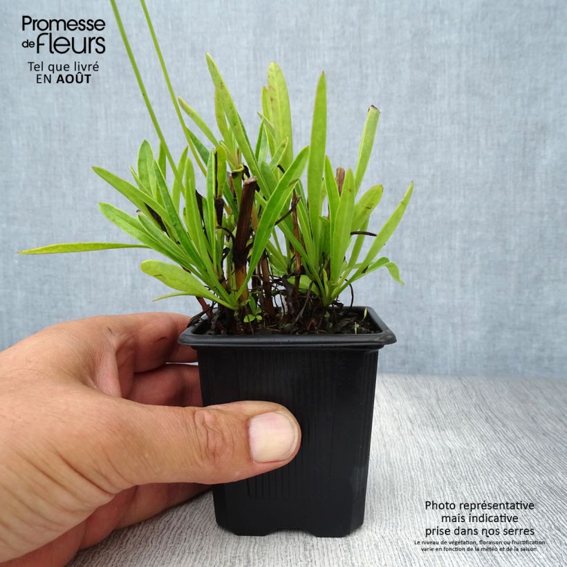 Spécimen de Coreopsis grandiflora Sonnenkind Godet de 8/9 cm tel que livré en été