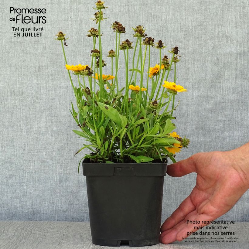 Spécimen de Coreopsis grandiflora Sonnenkind Pot de 2L/3L tel que livré en été