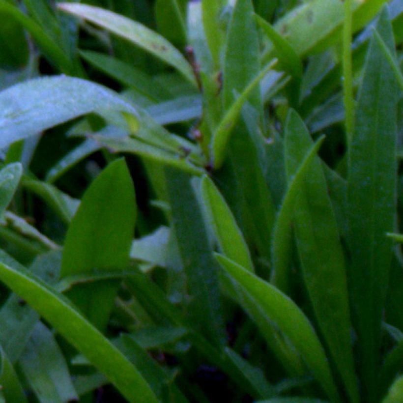 Coreopsis grandiflora Sunray - Coréopsis à grandes fleurs (Feuillage)