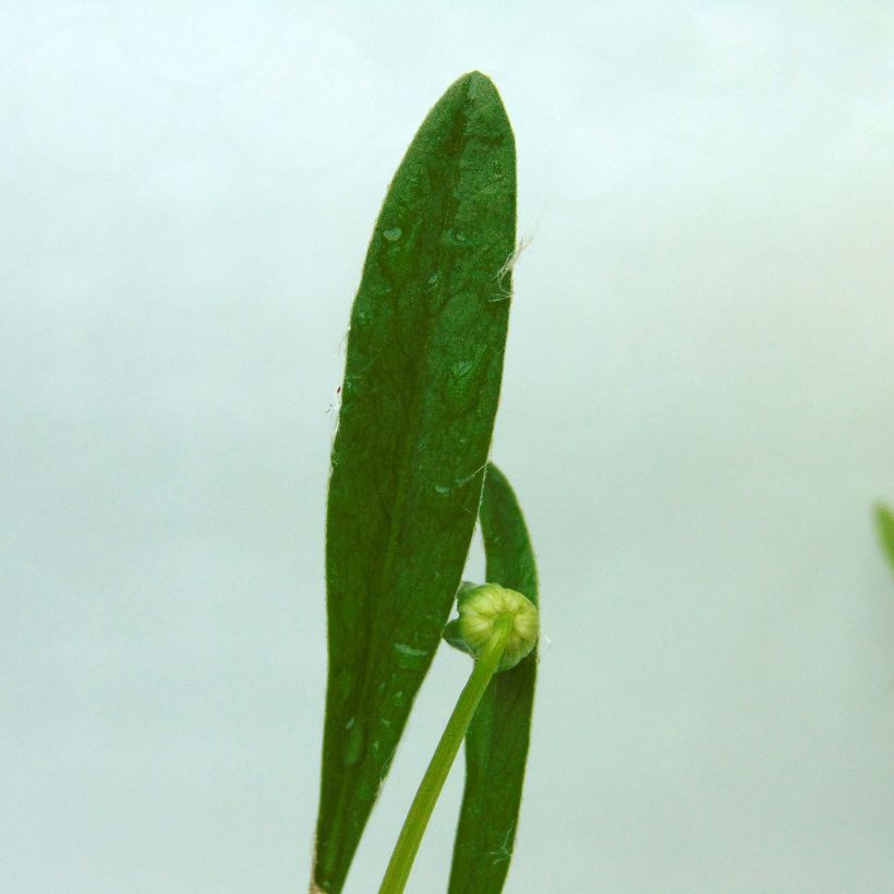 Coreopsis lanceolata Sterntaler - Coréopsis à feuilles lancéolées (Feuillage)
