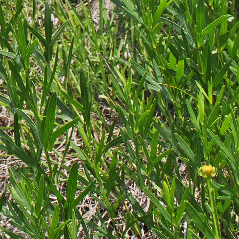 Coreopsis palmata (Feuillage)