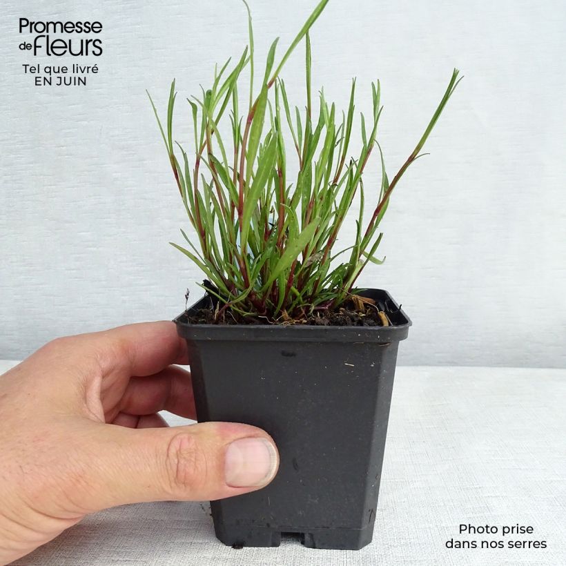 Spécimen de Coreopsis rosea American Dream Godet de 8/9 cm tel que livré en été
