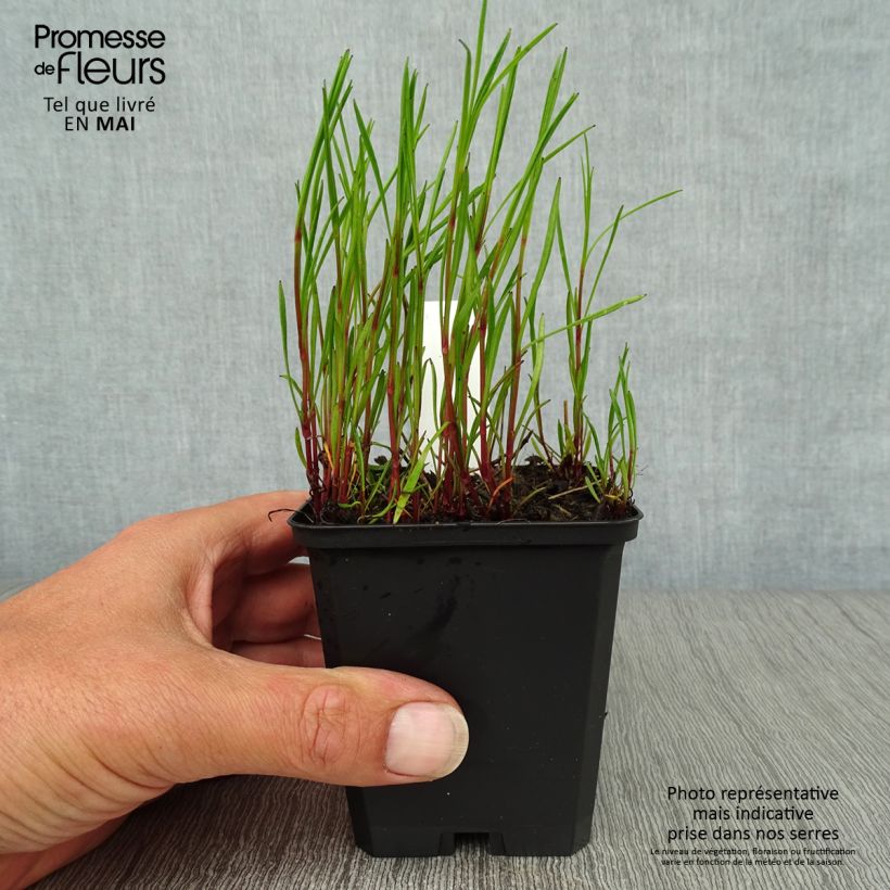 Spécimen de Coreopsis rosea American Dream Godet de 9cm tel que livré au printemps