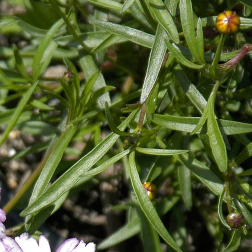 Coreopsis rosea Sweet Dreams (Feuillage)