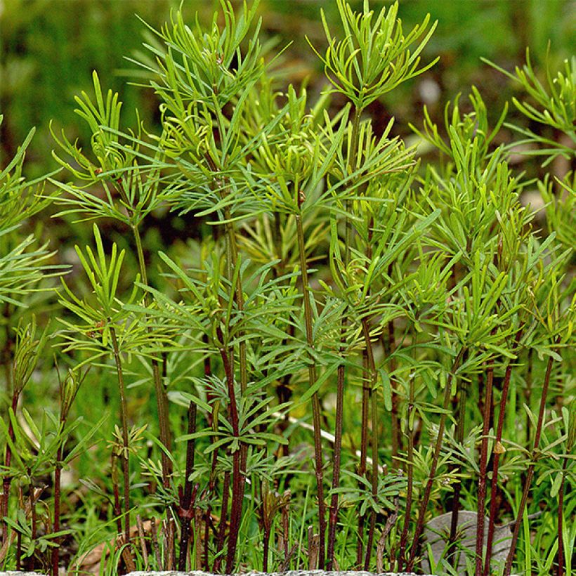Coreopsis verticillata Bengal Tiger - Coréopsis verticillé (Feuillage)