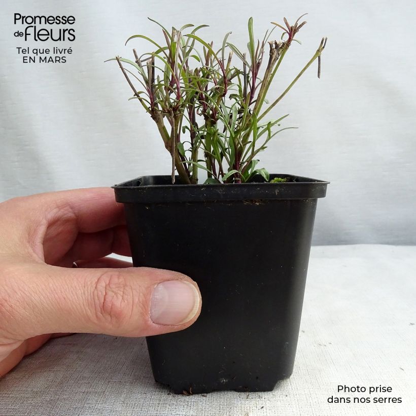 Spécimen de Coreopsis verticillata Bengal Tiger - Coréopsis verticillé Godet de 8/9 cm tel que livré au printemps