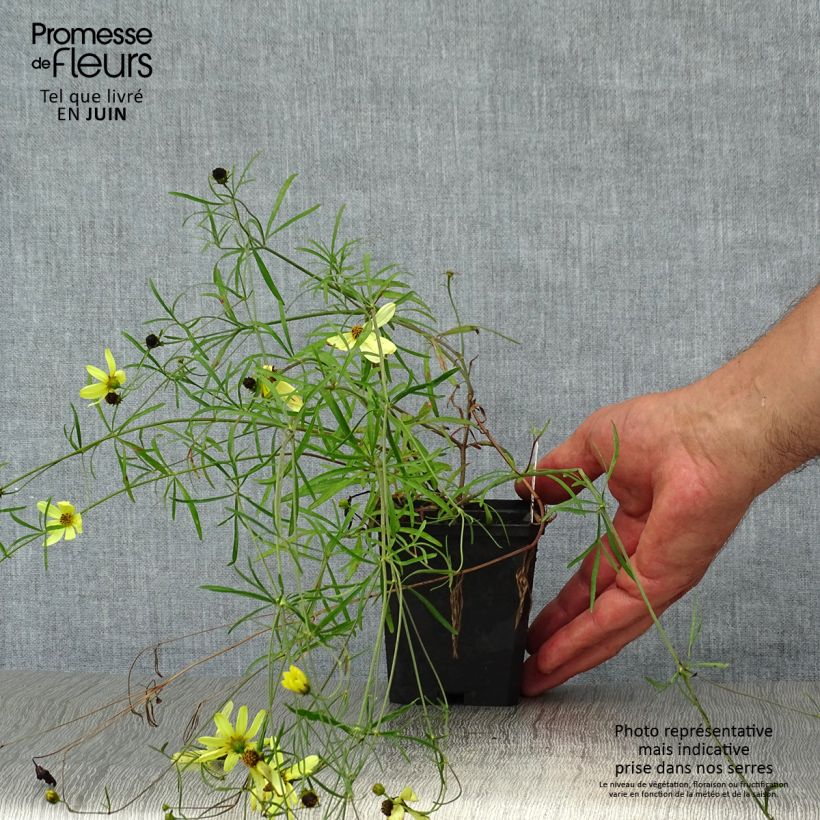 Spécimen de Coreopsis verticillata Moonbeam (Clair de Lune) - Coréopsis verticillé Godet de 7/8 cm tel que livré en été