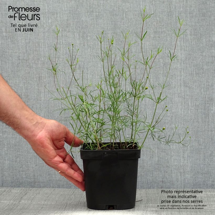 Spécimen de Coreopsis verticillata Moonbeam (Clair de Lune) - Coréopsis verticillé Pot de 2L/3L tel que livré en été