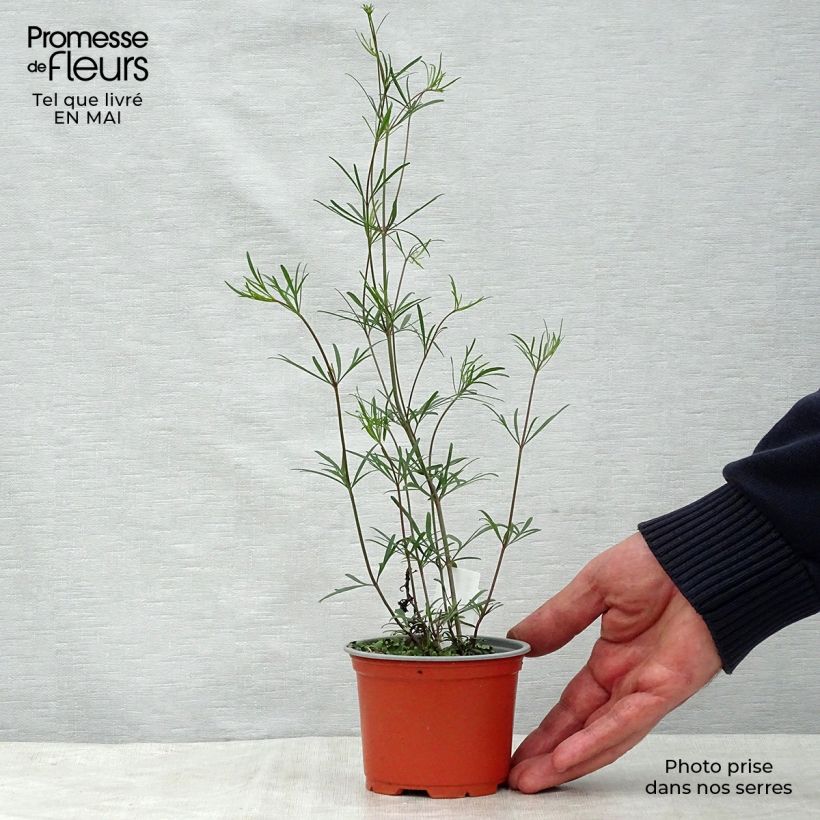 Spécimen de Coreopsis verticillata Moonbeam (Clair de Lune) - Coréopsis verticillé tel que livré en printemps