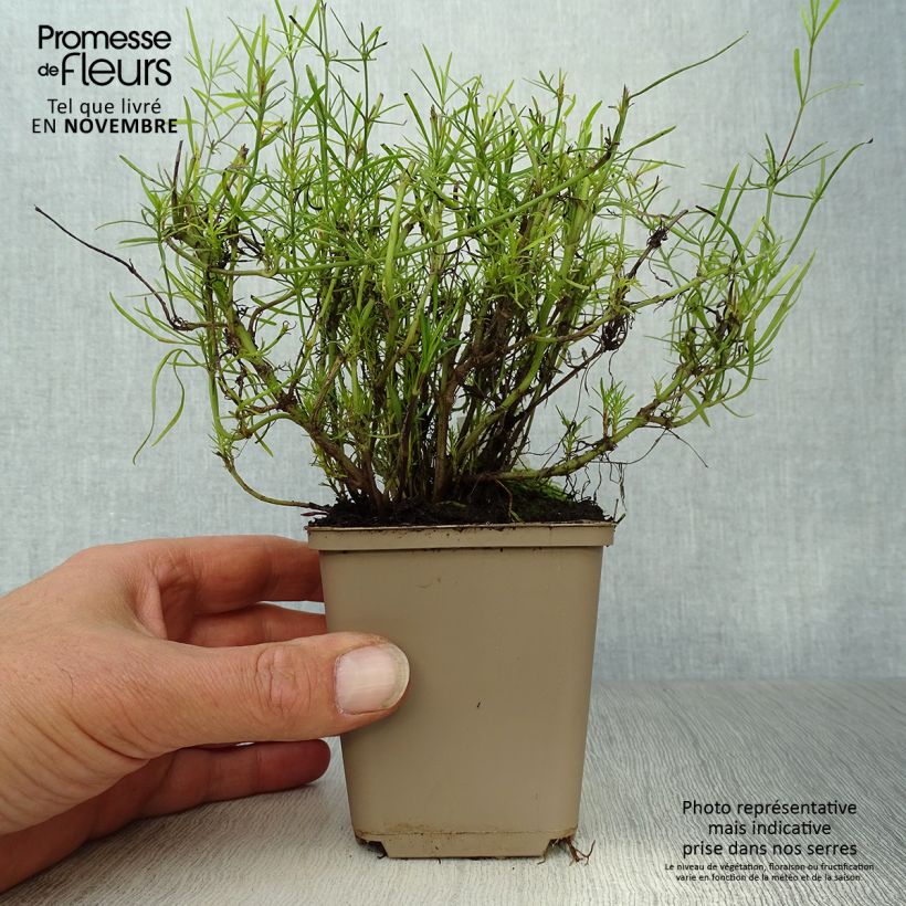Spécimen de Coreopsis verticillata Route 66 Godet de 8/9 cm tel que livré en automne